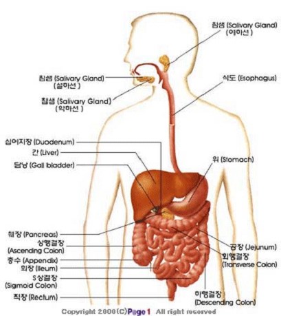 소화기내과